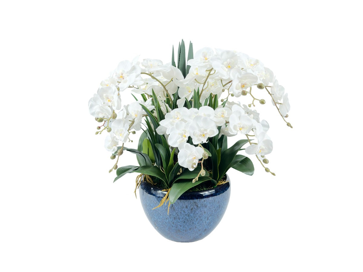 bezauberndes arrangement aus weissen orchideen in blauer vase. weisser hintergrund.