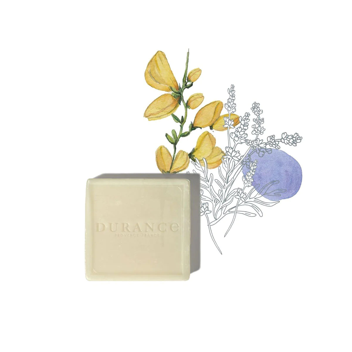 marseiller seife vor weissem hintergrund mit zeichnung von lavandin und ginster.