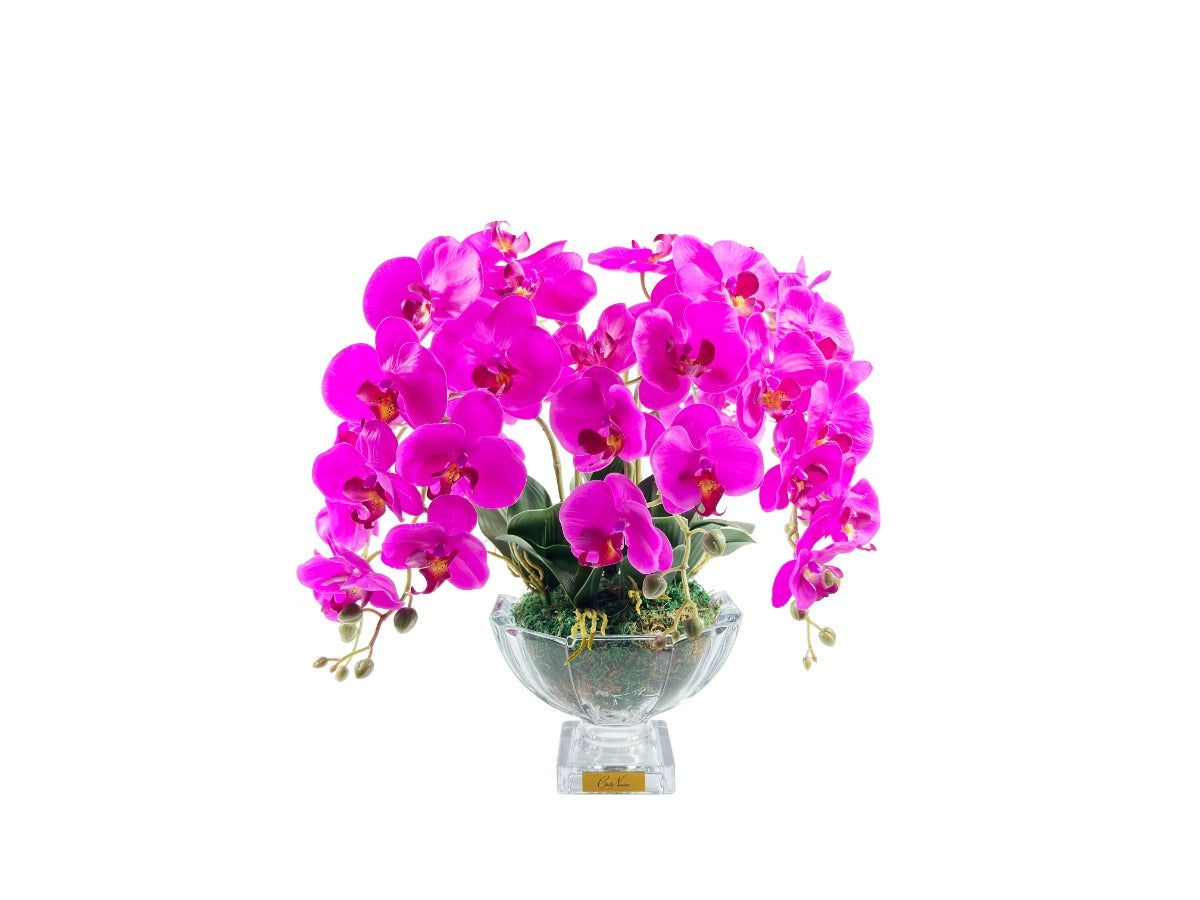 lila fuchsie orchideen in eleganter glas vase. weisser hintergrund.