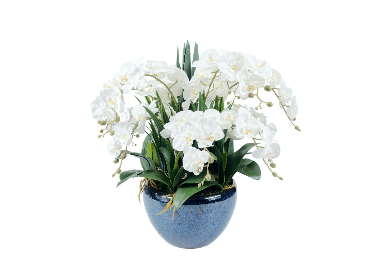 bezauberndes arrangement aus weissen orchideen in blauer vase. weisser hintergrund.