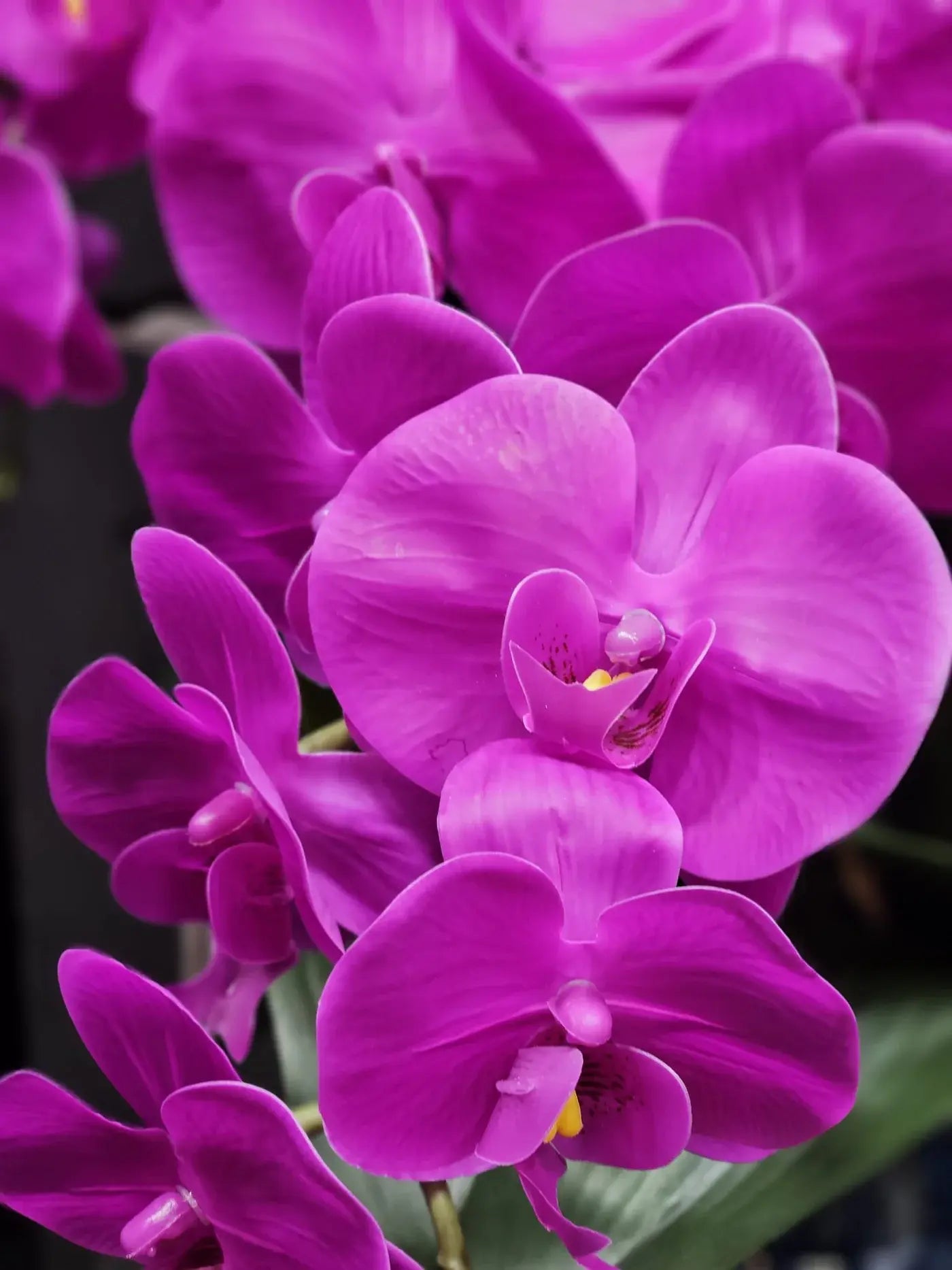 Dekorative Orchidee in Fuchsia – edle Duftblume mit natürlichem Look